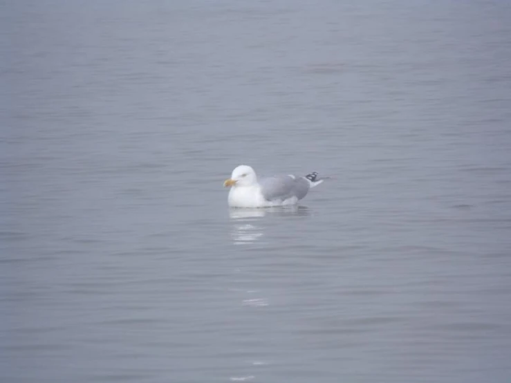 a seagull floating in the middle of the ocean