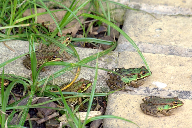 a group of frogs sitting on top of a sidewalk