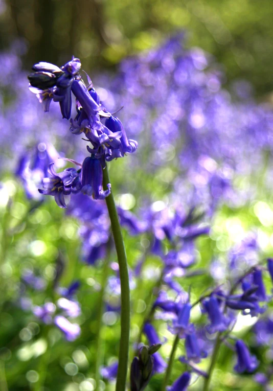 purple flowers growing in the grass near another plant