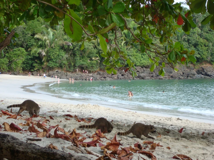 three people swimming in the water with two bears in front