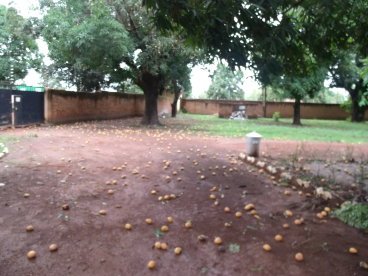 an area is full of oranges and a fire hydrant