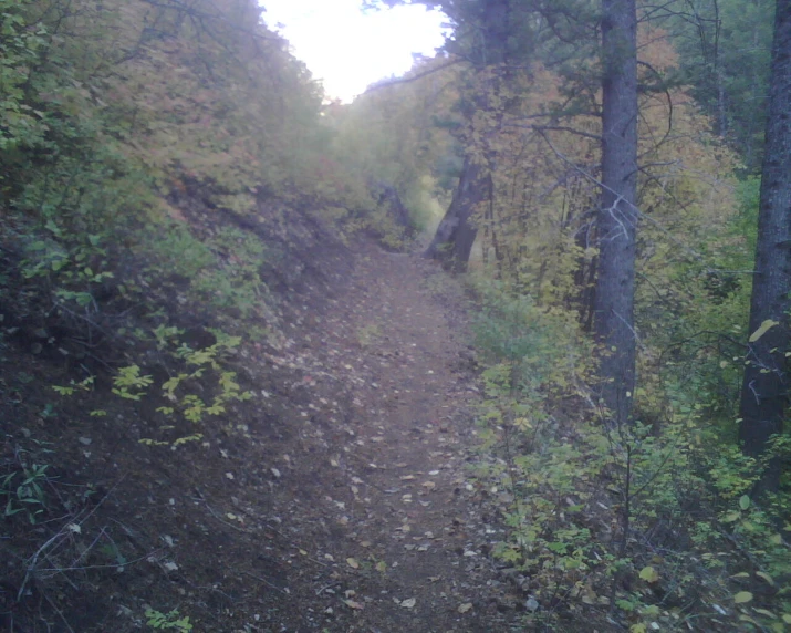 there is a trail in the middle of the woods