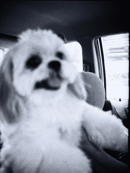 dog on the back seat of a car with someones hand