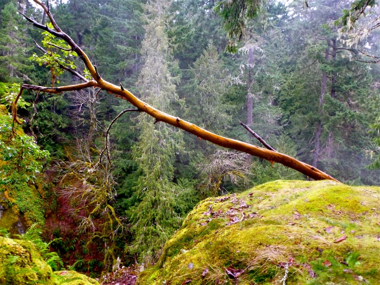 a tree fallen over on top of a rock