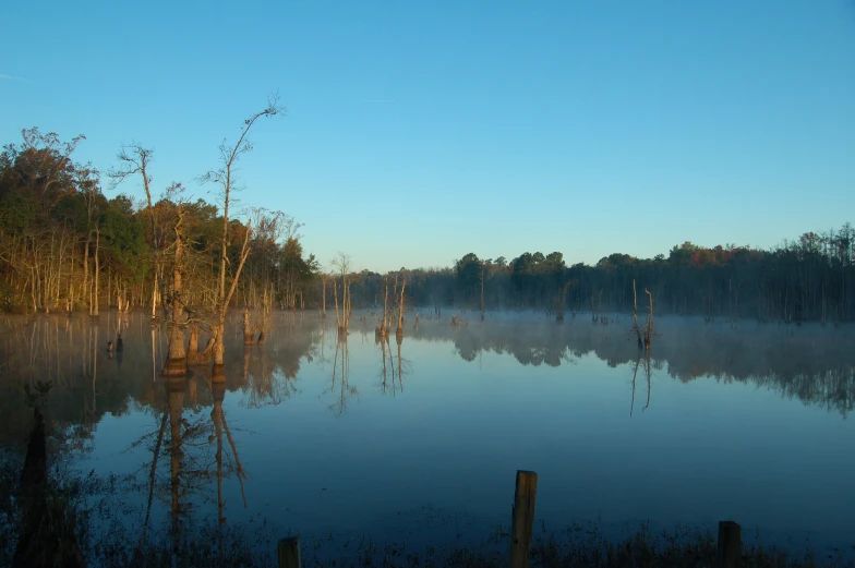 trees in water near wooden posts on a clear day