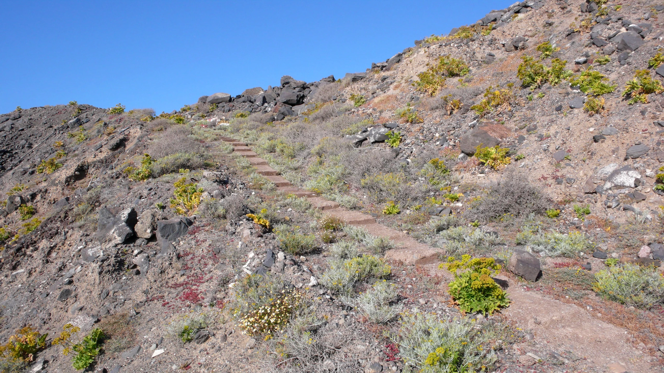 several green plants are growing on the side of a mountain