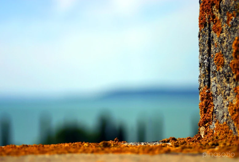 close up view of an area that has a line of grass on it