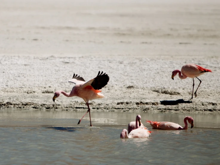 a group of birds on a body of water