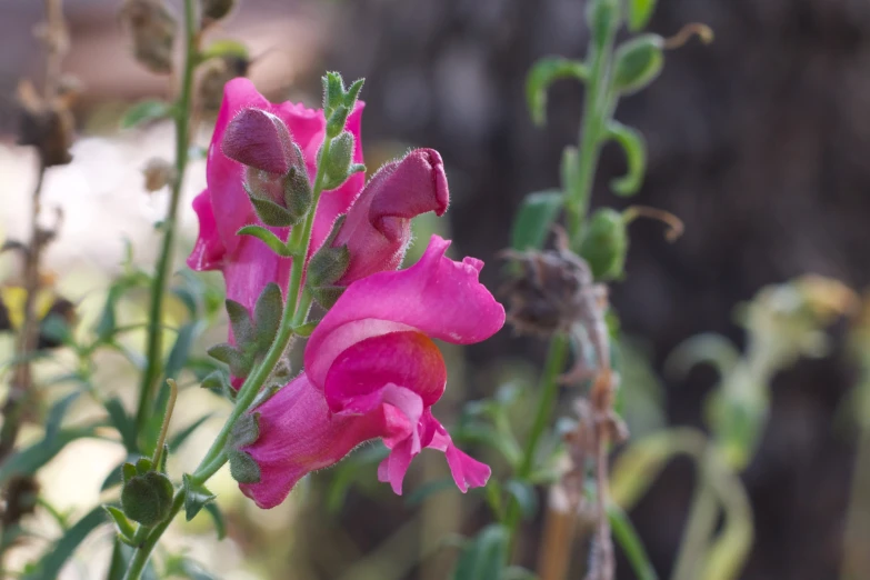 pink flowers are blooming next to each other