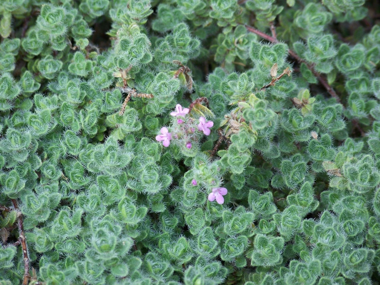 pink and green flowers on top of the plant