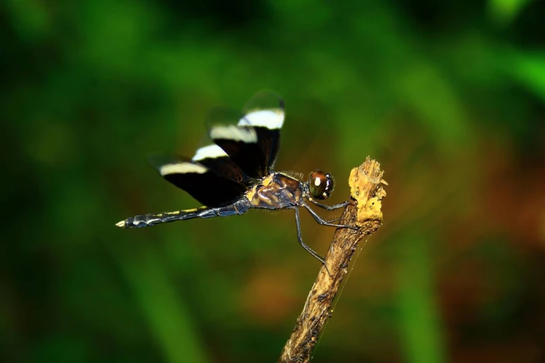 a black and white dragonfly resting on top of a thin nch