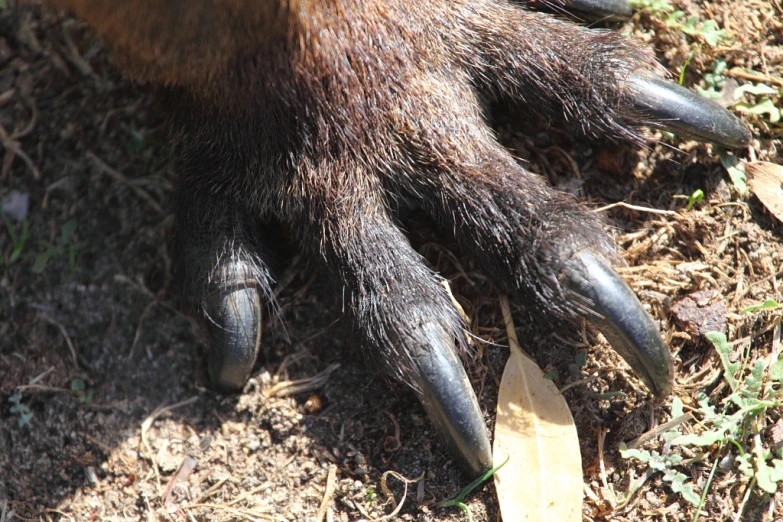 a close up view of the claws of a large bear