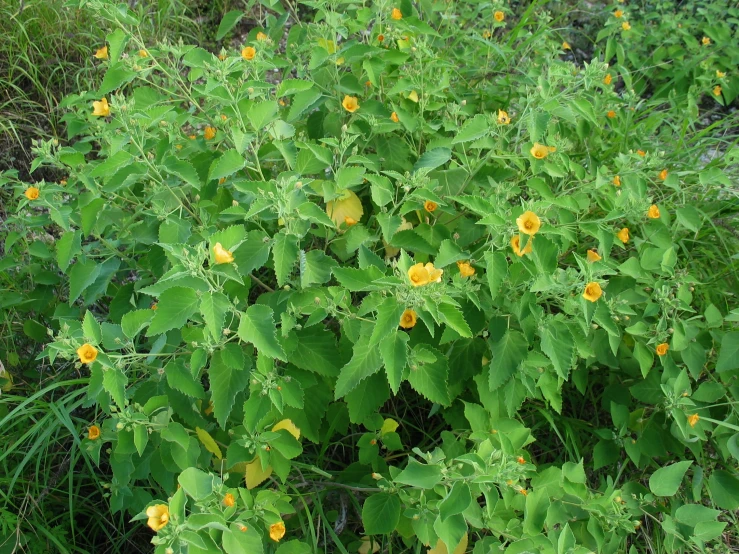 a bush with yellow flowers in the midst of grass