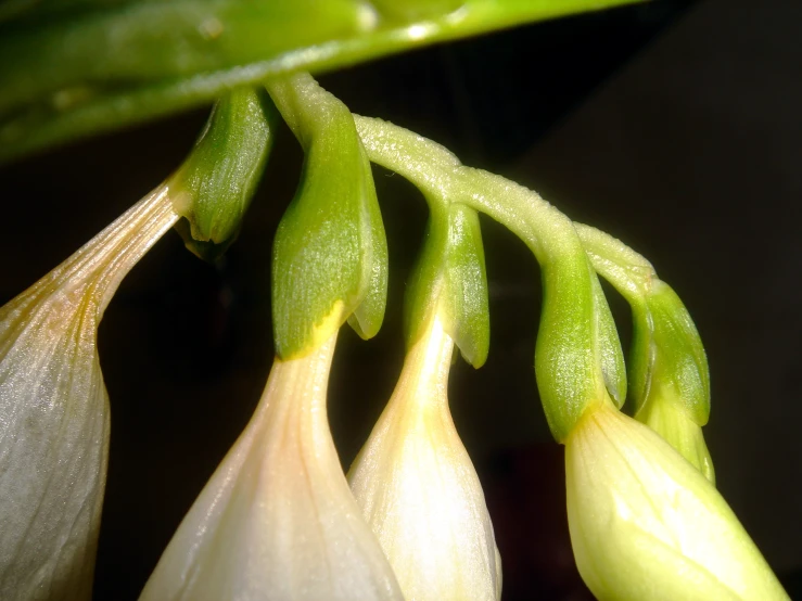 flowers with yellow petals blooming on a leaf