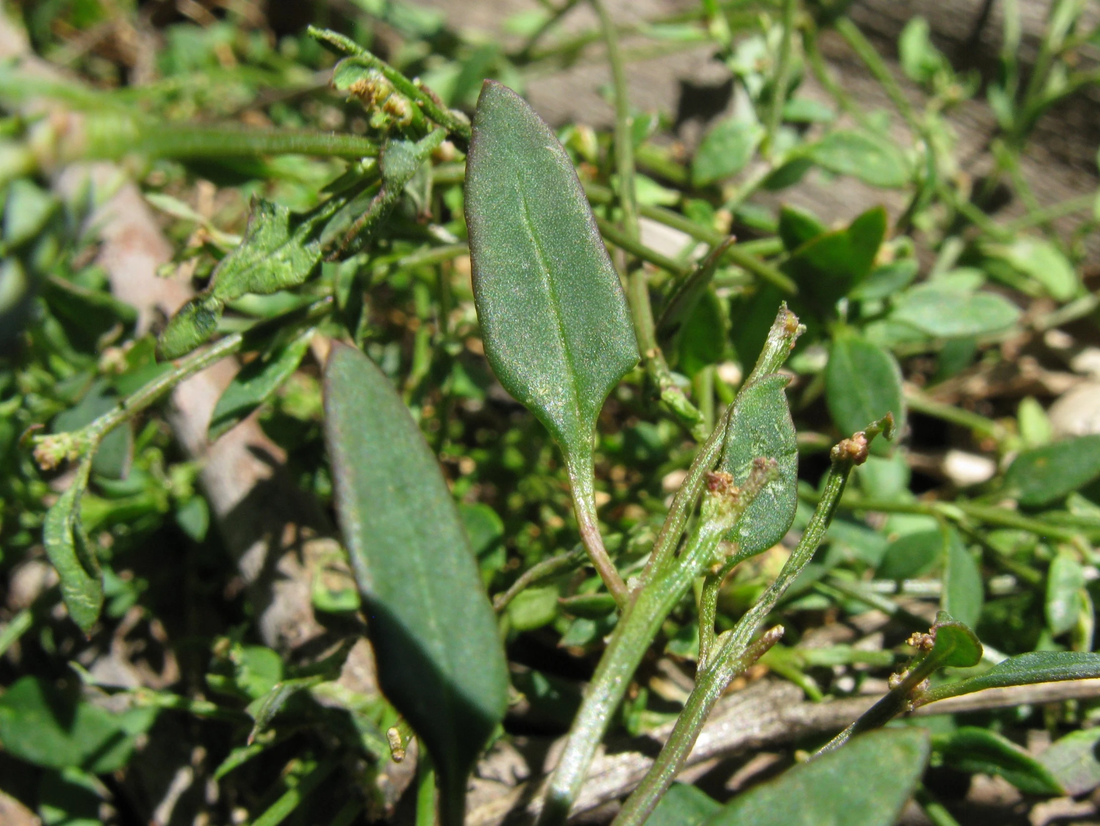 a close up of the leaves and stems of a green plant