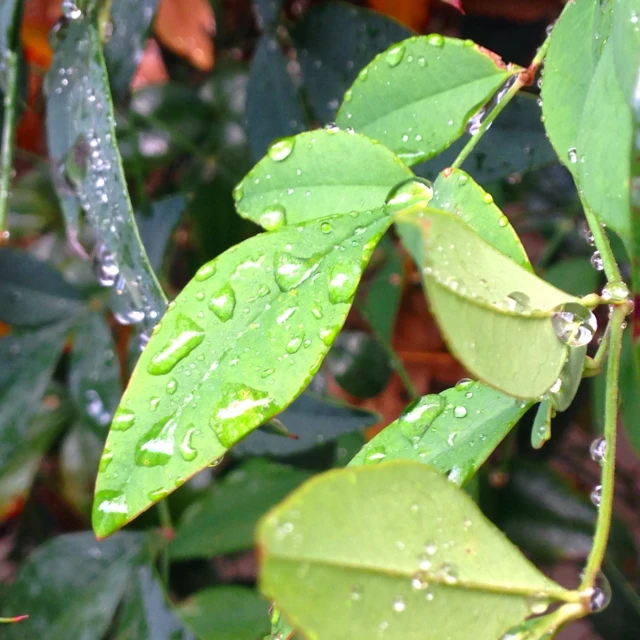 water droplets sitting on the top of a green leaf