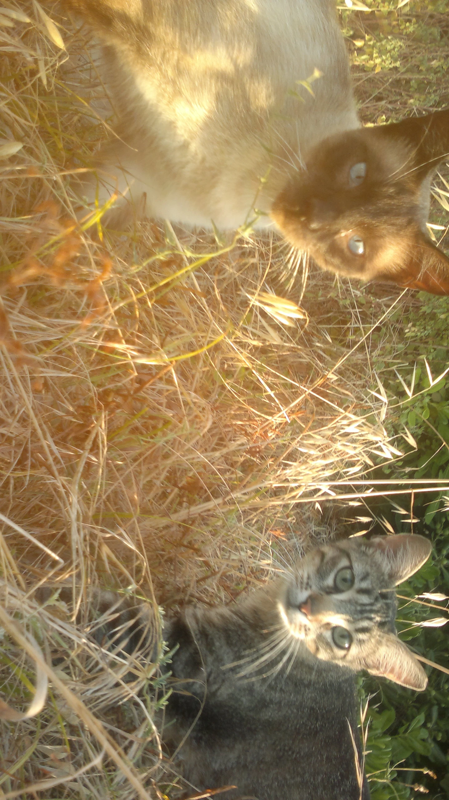 two cats with their heads in the brush