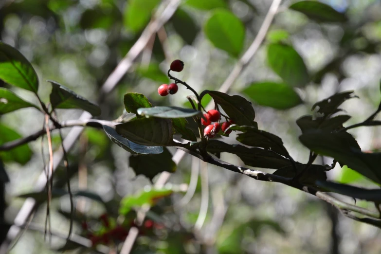 berry tree with many fruits growing on them