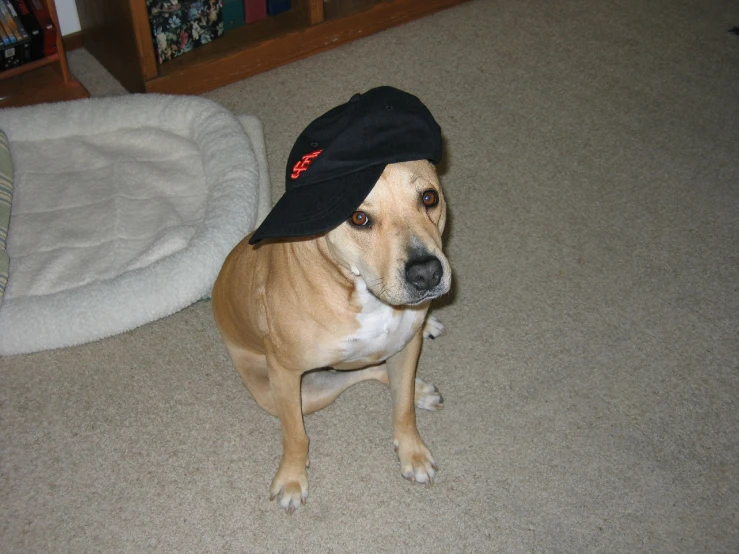 a dog wearing a hat sits on the floor