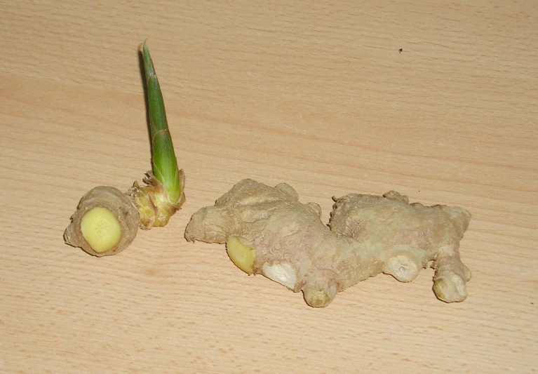 an up close s of a sliced tulip and root