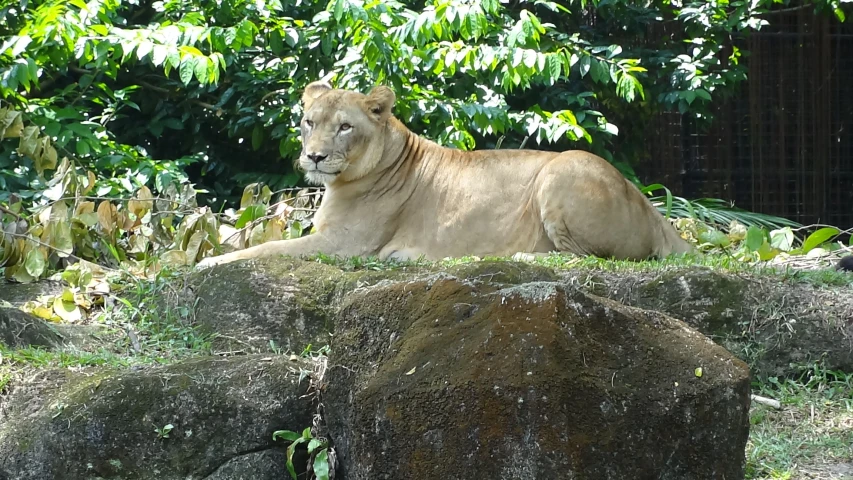 a close up of a lion laying on a rocky ground