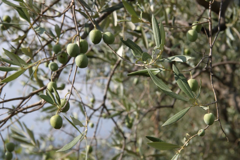 many small green fruits hanging from the nches