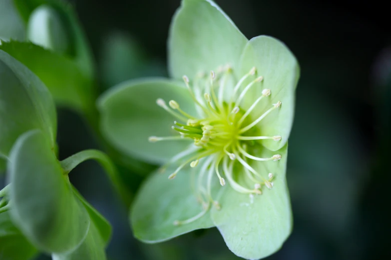 the bloom of the plant has many tips