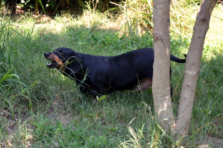 a large black dog walking across a lush green field