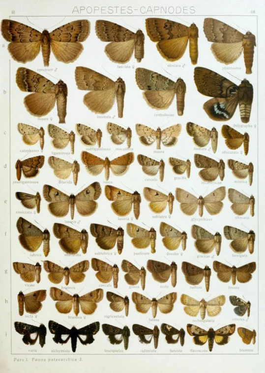 a number of moths sitting in front of one another