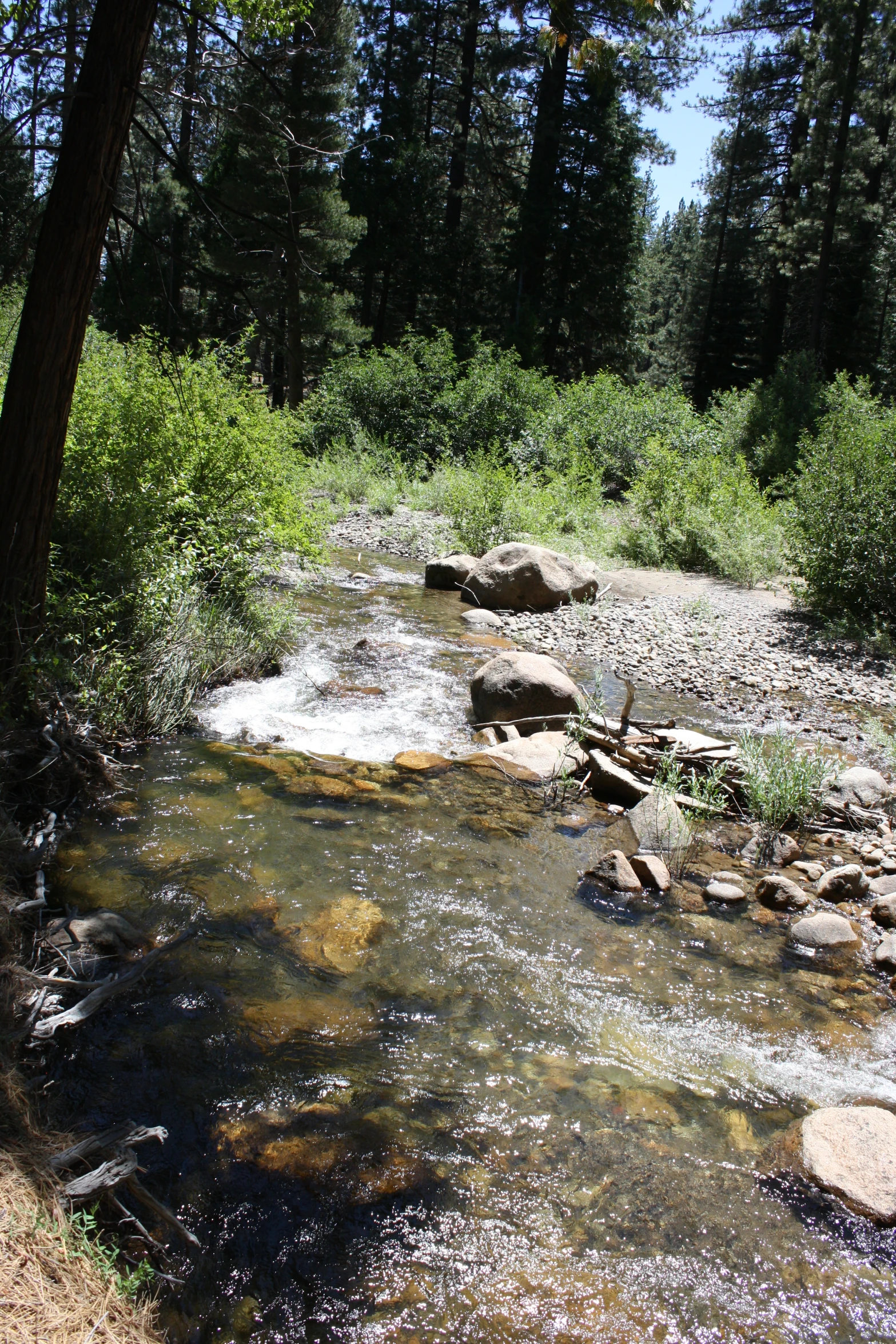 small stream in woods with rocks and trees