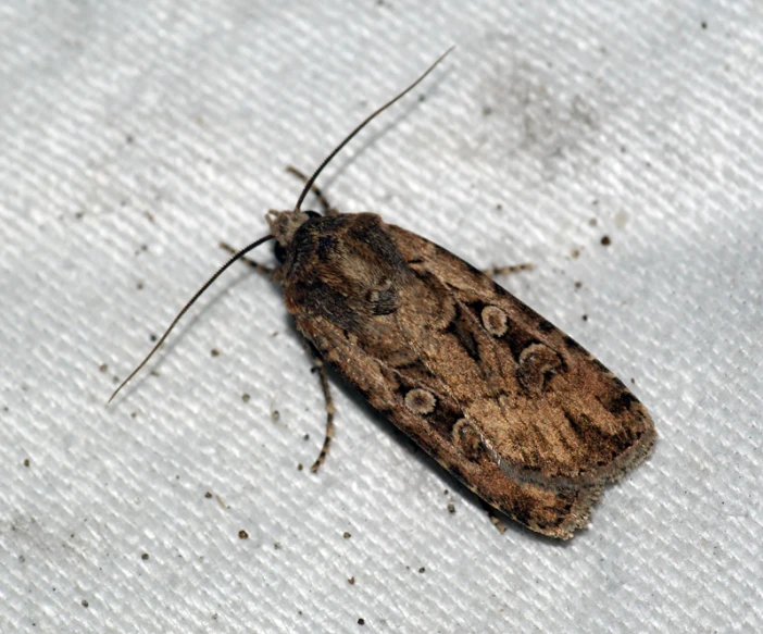 the small brown moth is on a white background