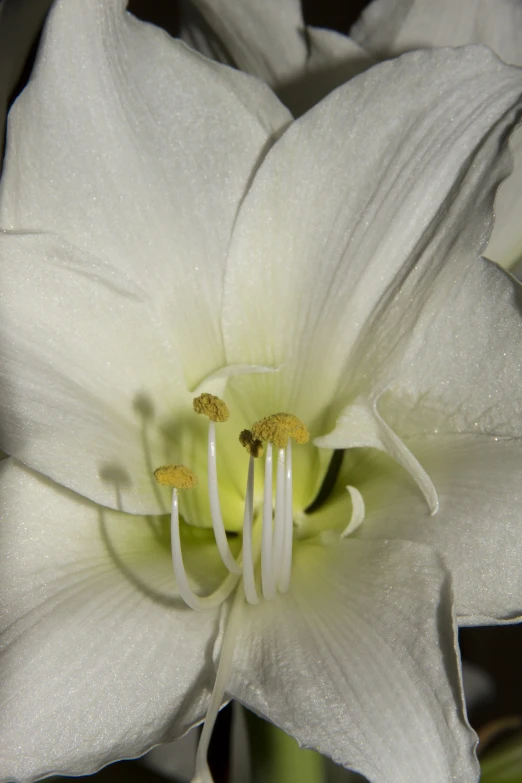 a white flower that is blooming very quickly