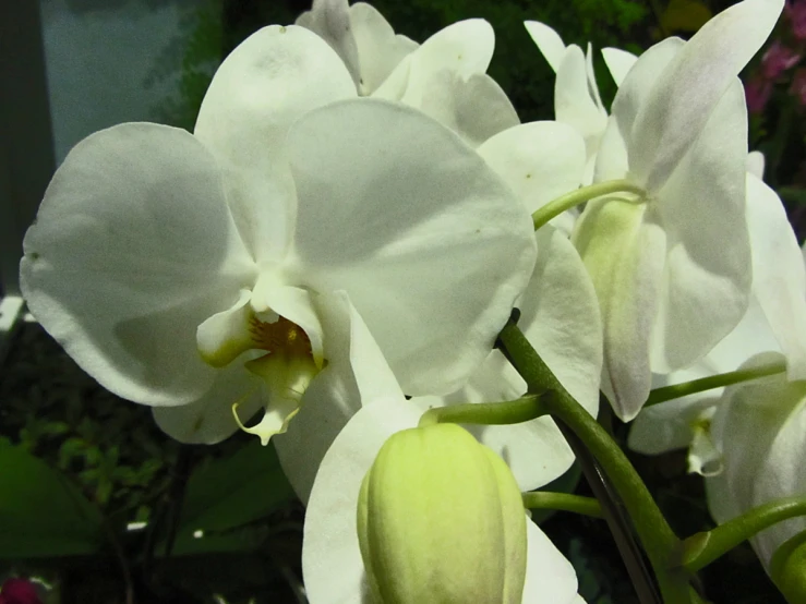 the large flowers of a white orchid are blooming