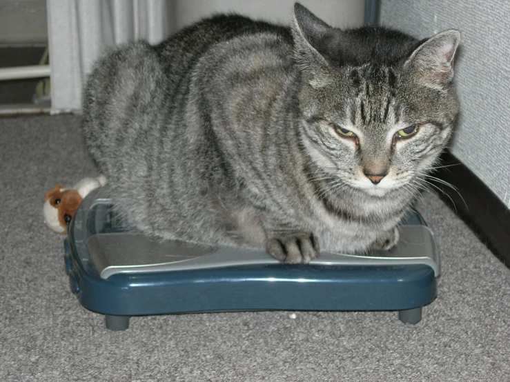 a cat sitting on a small blue plastic tray