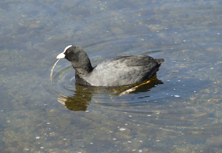 an adult bird sitting in shallow waters with a fish in its beak