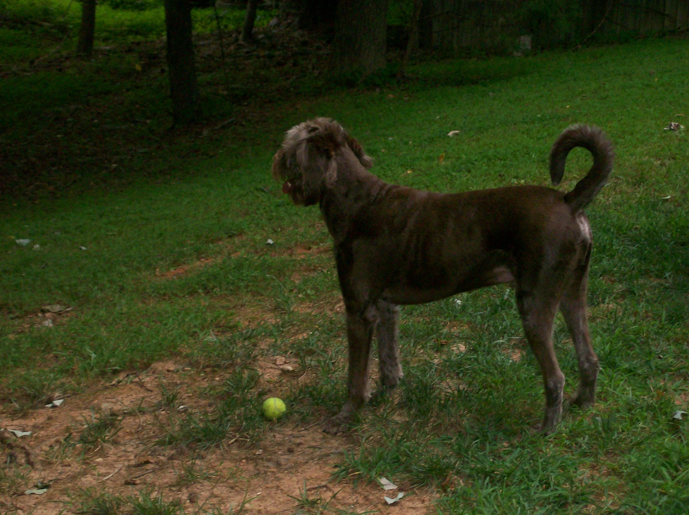 the brown dog has one ear to the side of the dog