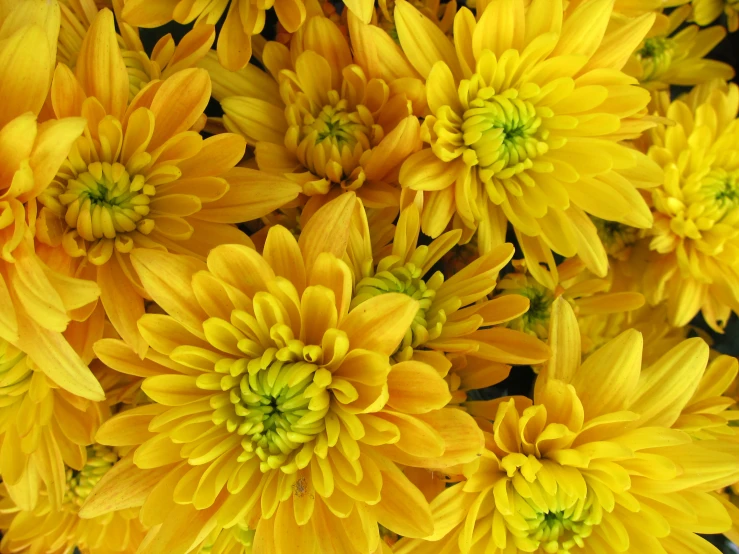 close up view of yellow flowers and petals