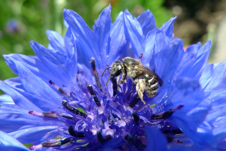 some big blue flowers with some bees on them