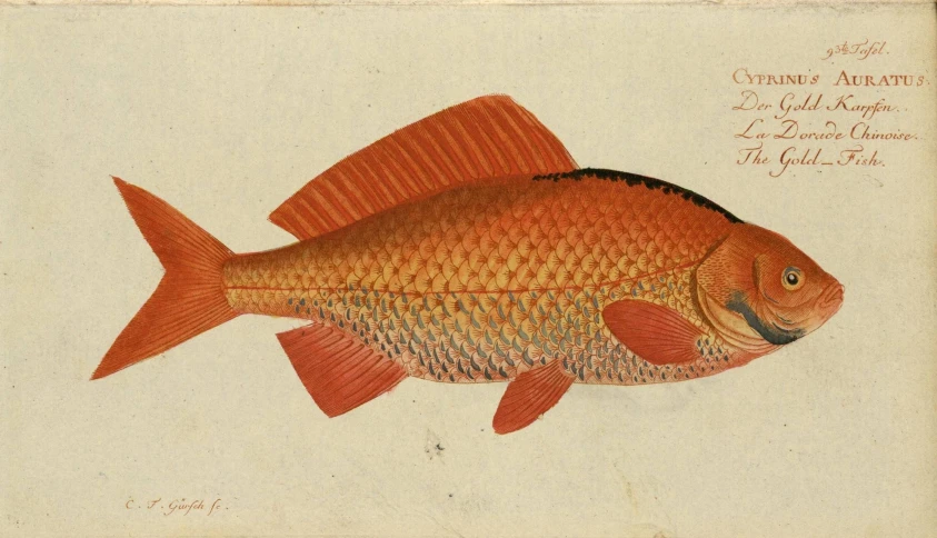 a fish in orange and yellow color drawing