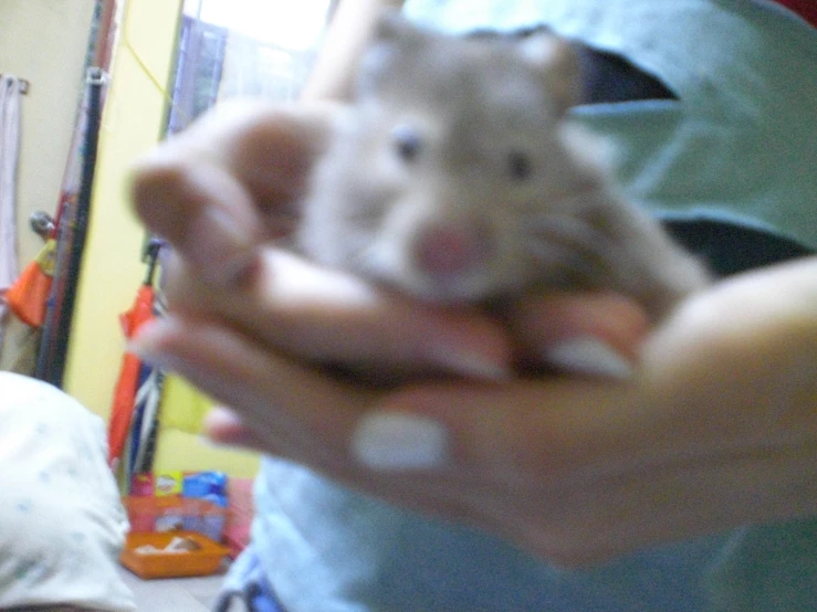 a person holding a hamster in their hands