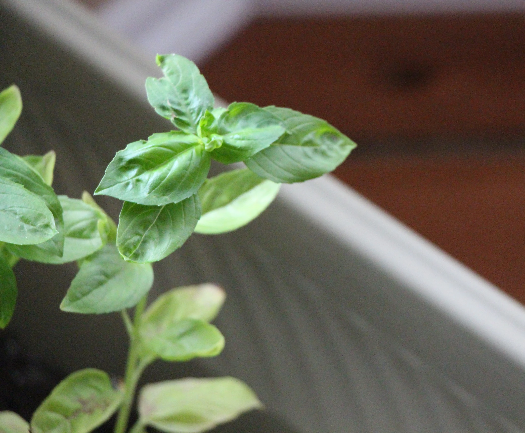 a plant that is growing from a tube