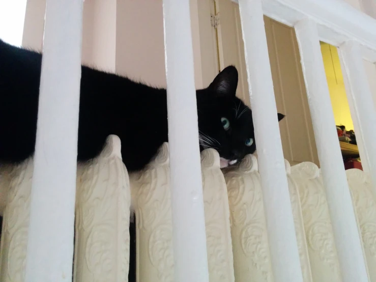 cat peering over a ledge from between white posts