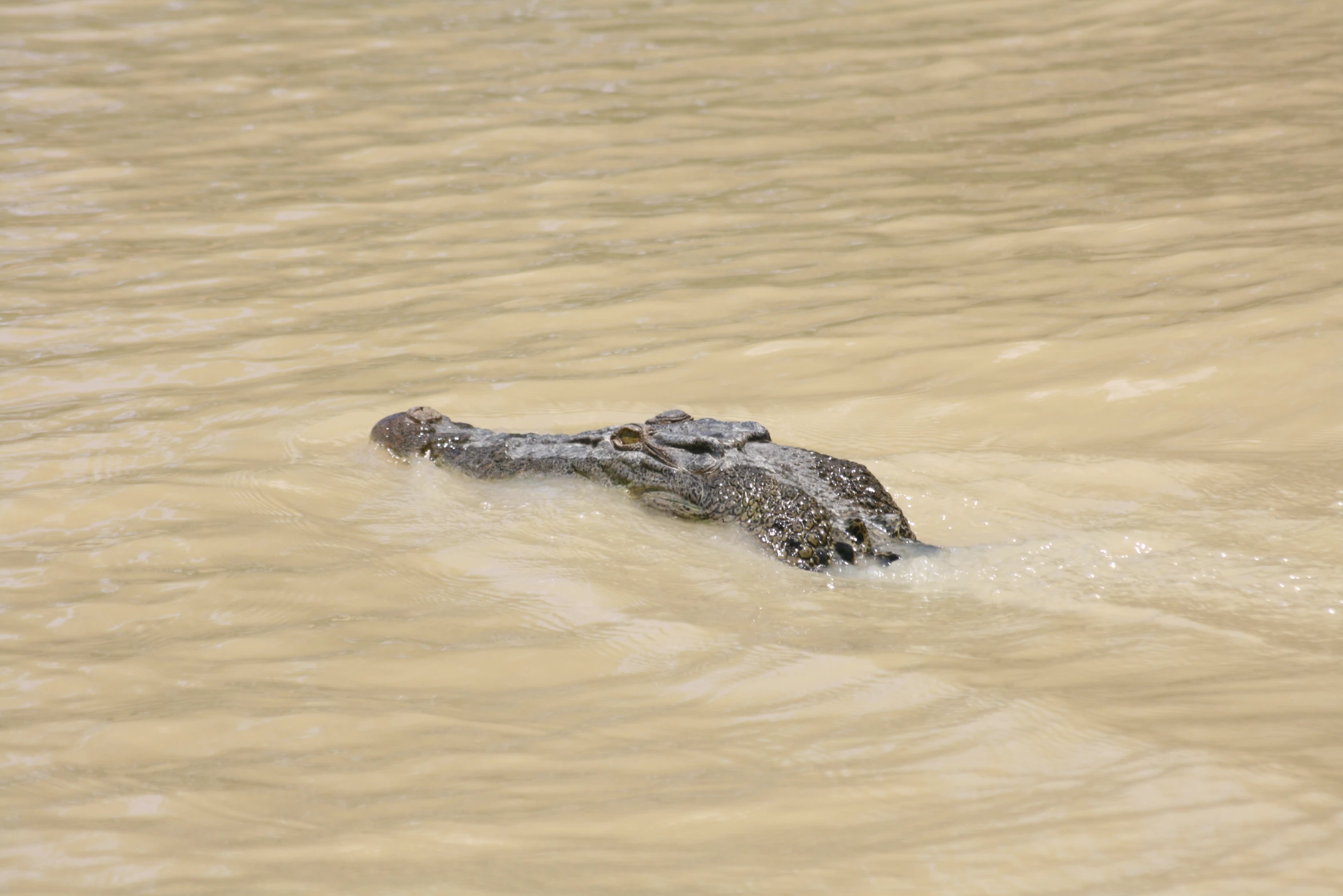 an alligator swimming in some muddy brown water