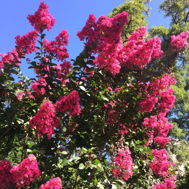 many pink flowers are in a large tree