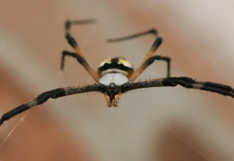 a large spider with two white eyes standing on a plant