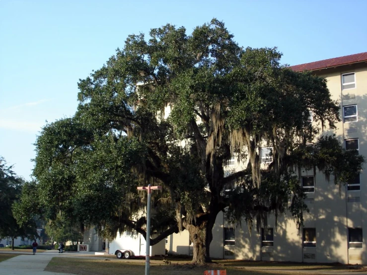 a large oak tree in front of a building with cars parked nearby