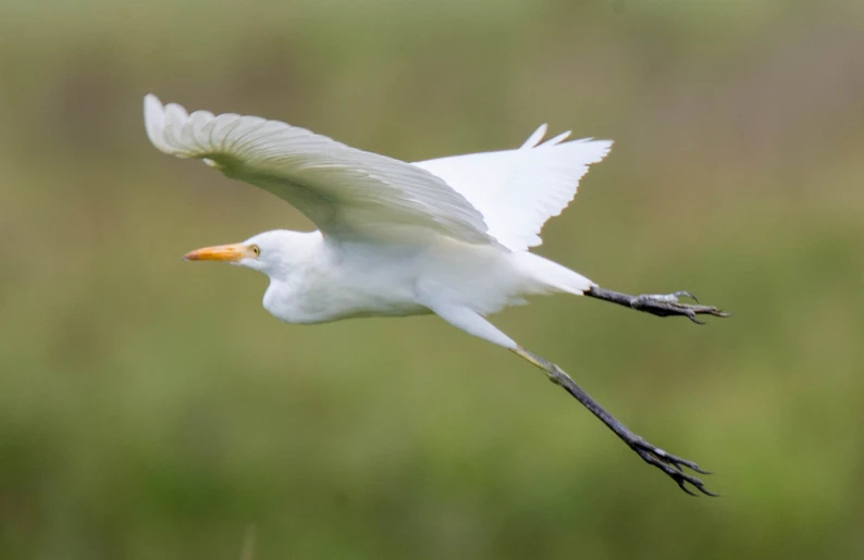 a white bird in the air with wings spread out