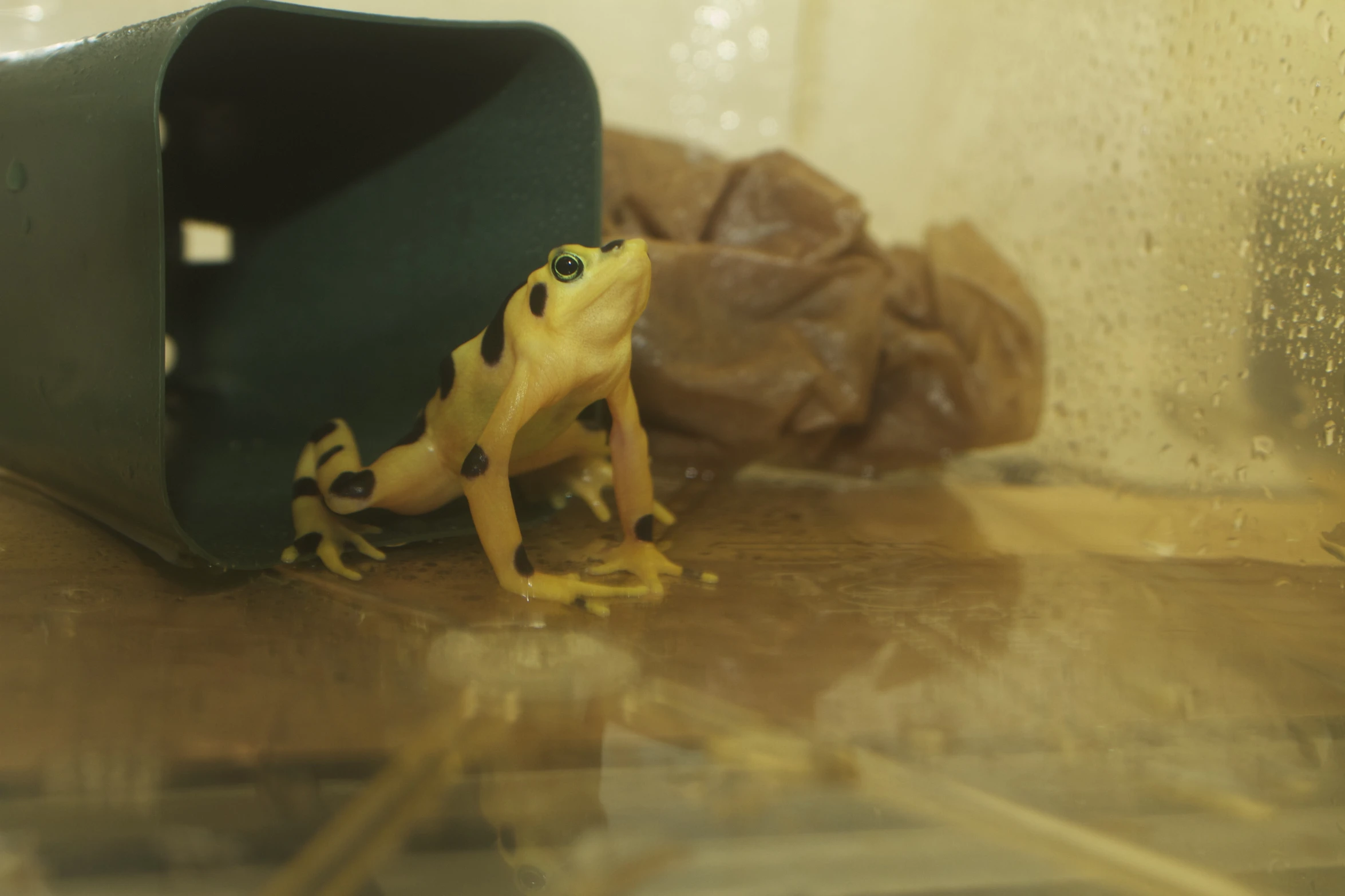 a yellow frog sitting inside a container with rocks in the background