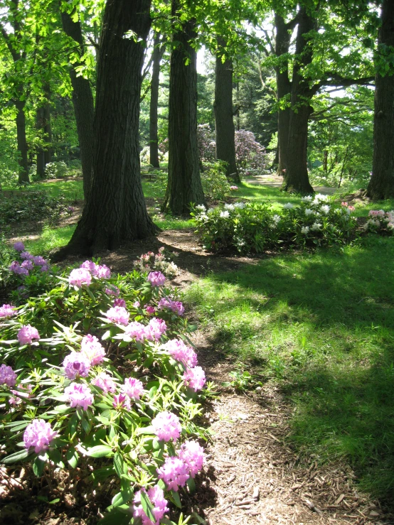 flowers blooming at the end of a trail surrounded by trees