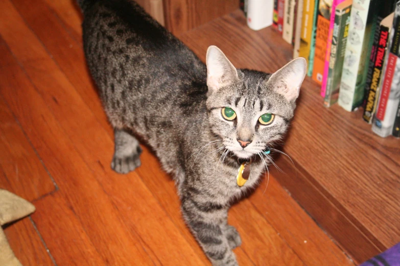 cat standing on hardwood floor with bookcases in background